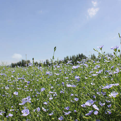 種植基地